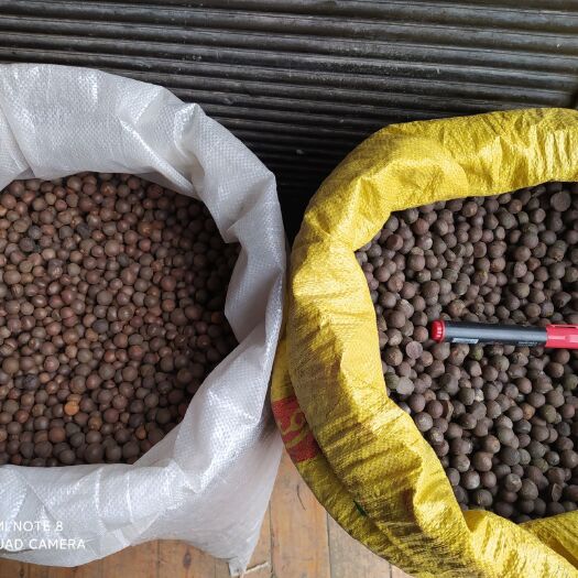 贵州铜仁茶叶籽易种植产量高抗病强茶叶种子产地直发非油茶子