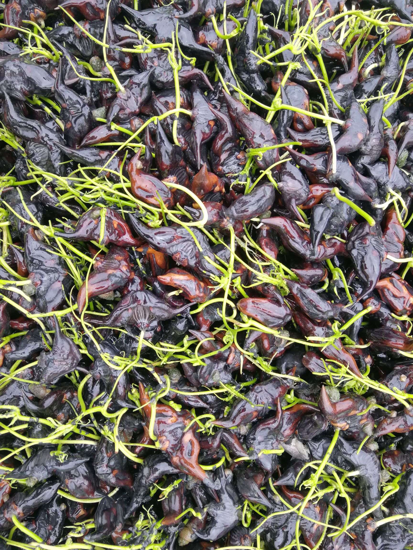 菱角种苗产量高菱角1万亩菱角基地新鲜青菱角老菱角嫩菱角