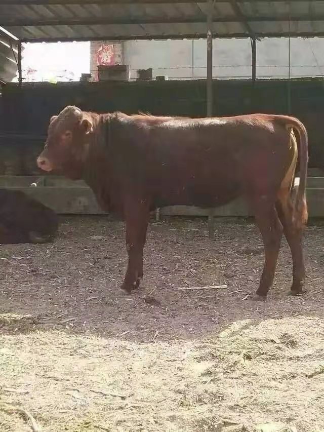 现售大小利木赞肉牛生长快