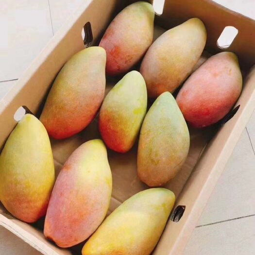 东方市 海南，台龙，金煌，红金龙芒果