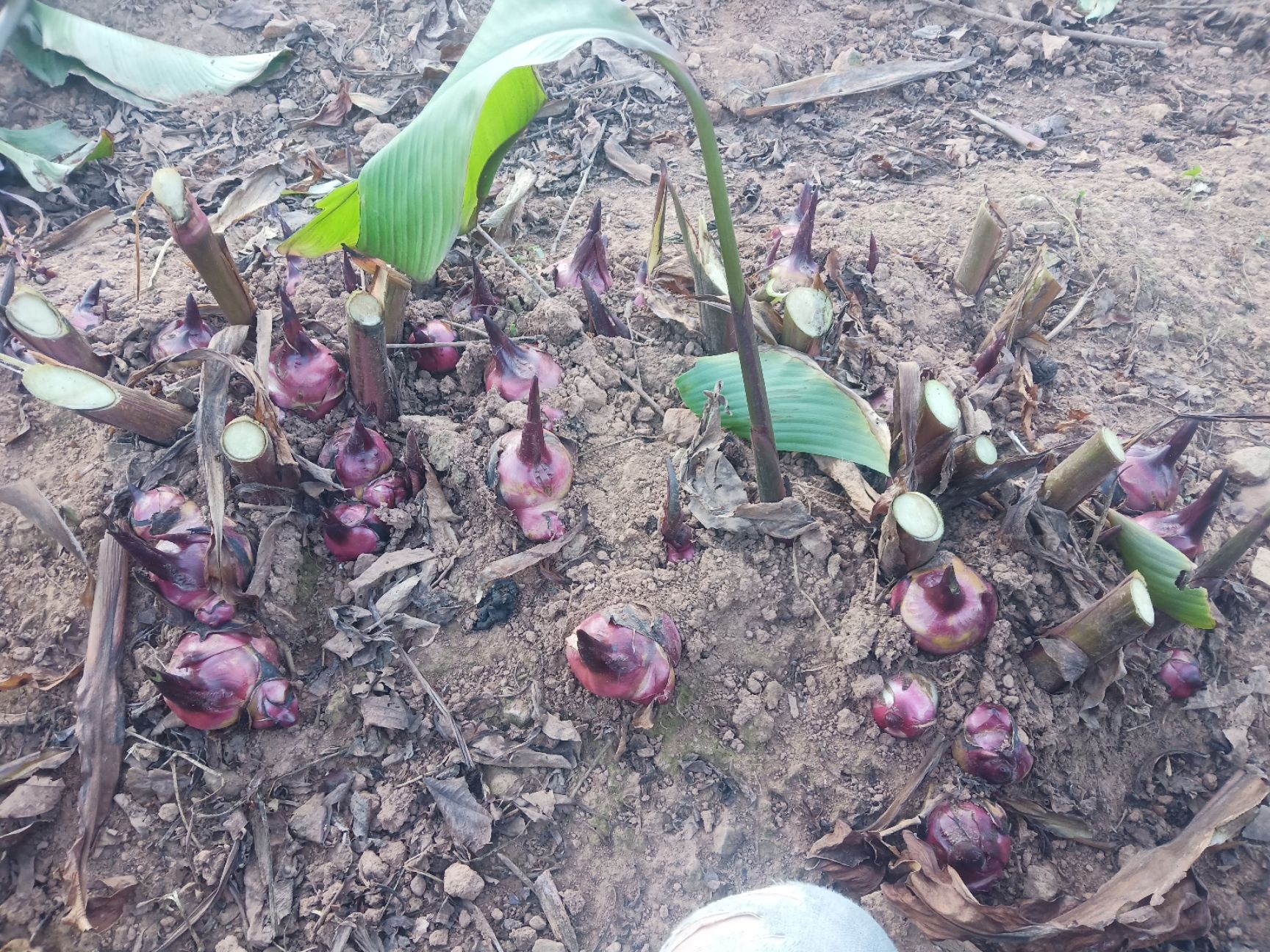 纯手工芭蕉芋淀粉