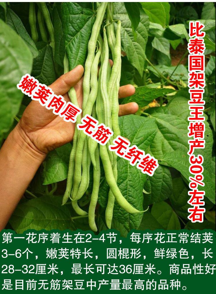四季豆种子  锦绣绿翡翠架豆角种子四季无筋无柴芸豆种籽