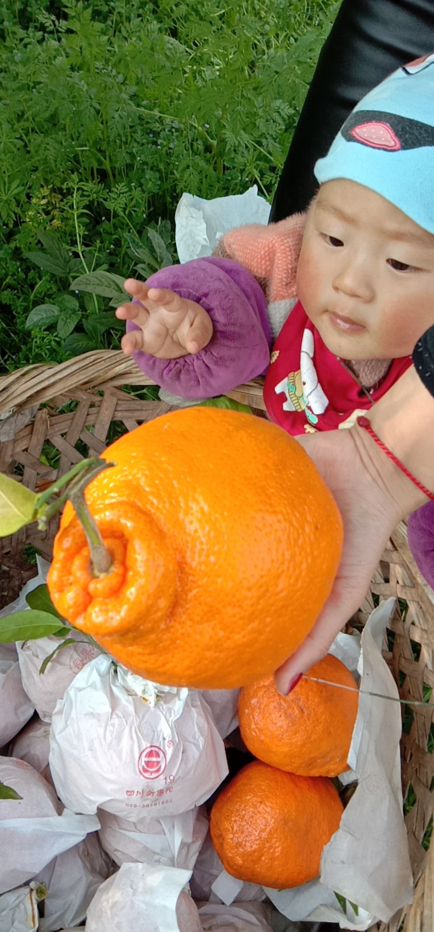 不知火 长寿湖丑橘，口感品质好，欢迎品尝！