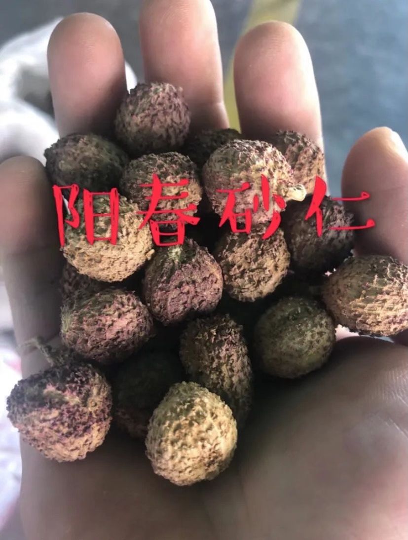 砂仁苗  砂仁，阳春砂仁