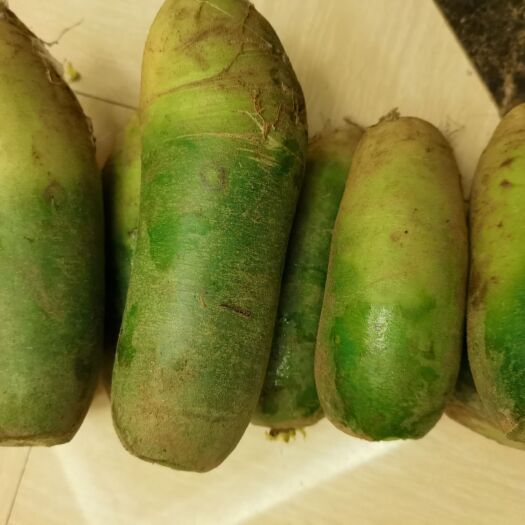 大连青萝卜 水果罗卜，天然食品，农家肥种植放心吃吧