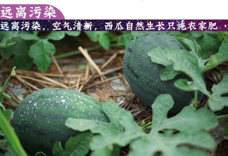 当季黑美人西瓜水果红瓤薄皮甜瓜整个包邮