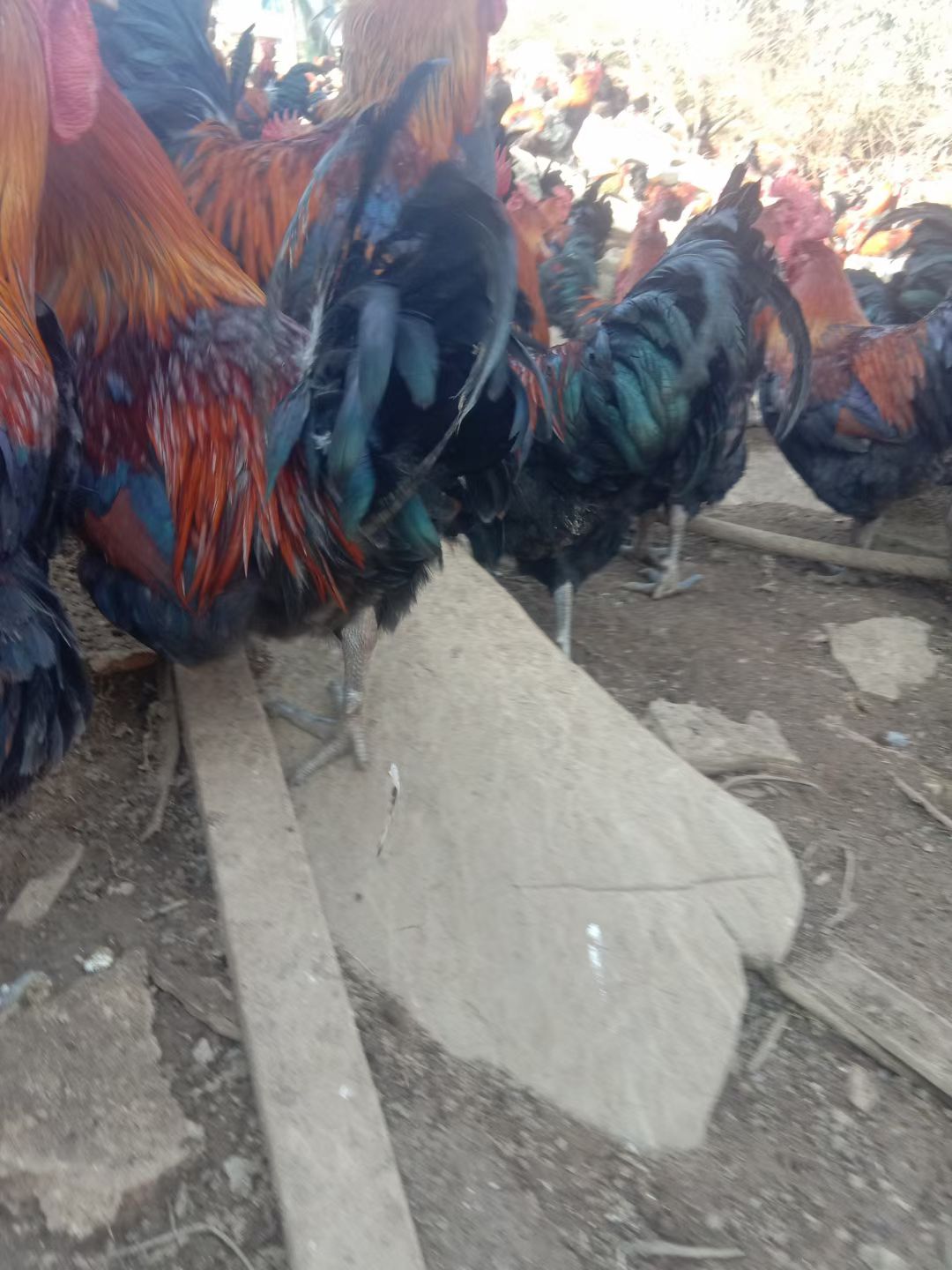 瑶鸡 全天放养跑山鸡，跑山来的味道，飞一般的感觉。包谷生长发育，