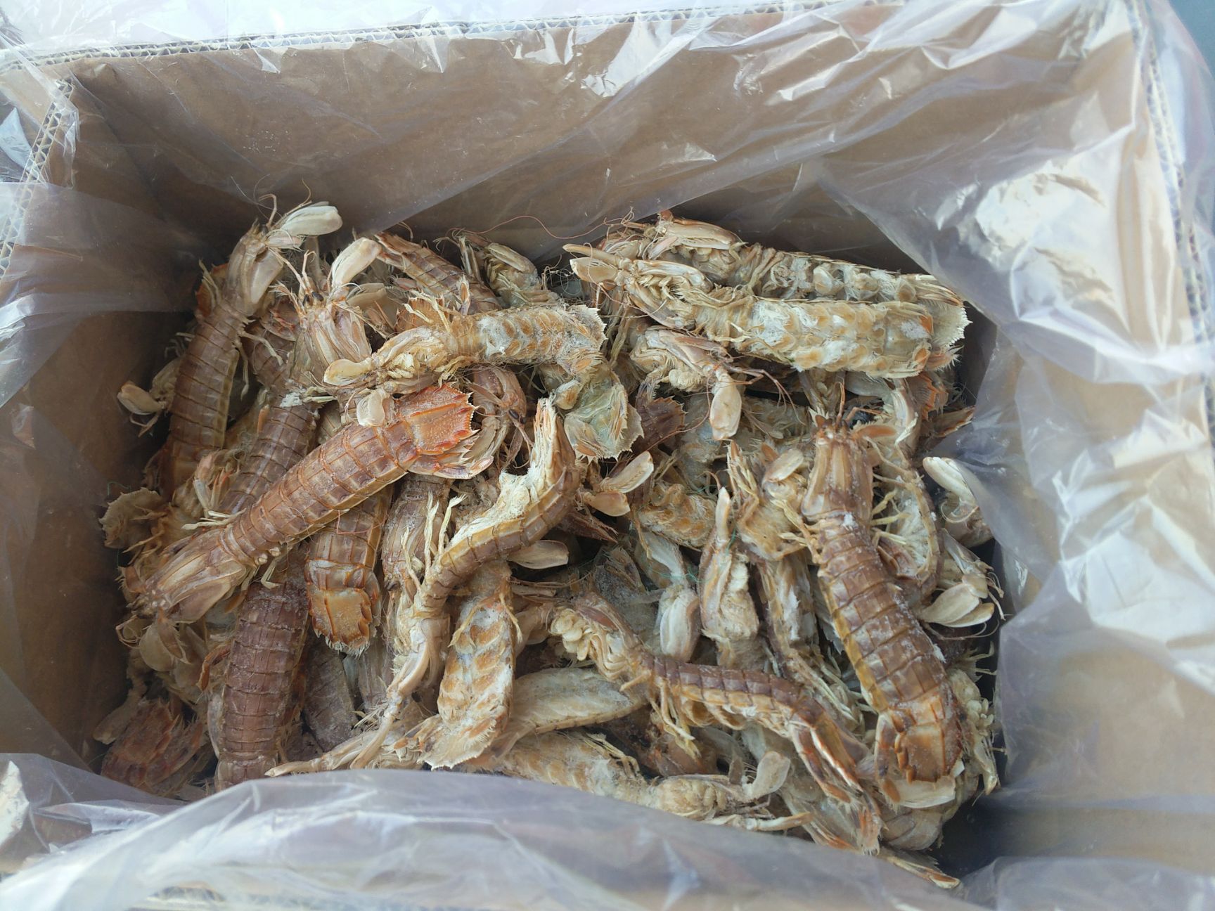 皮皮虾 满籽满膏 公母通货，当季渔船上的新货，大量批发