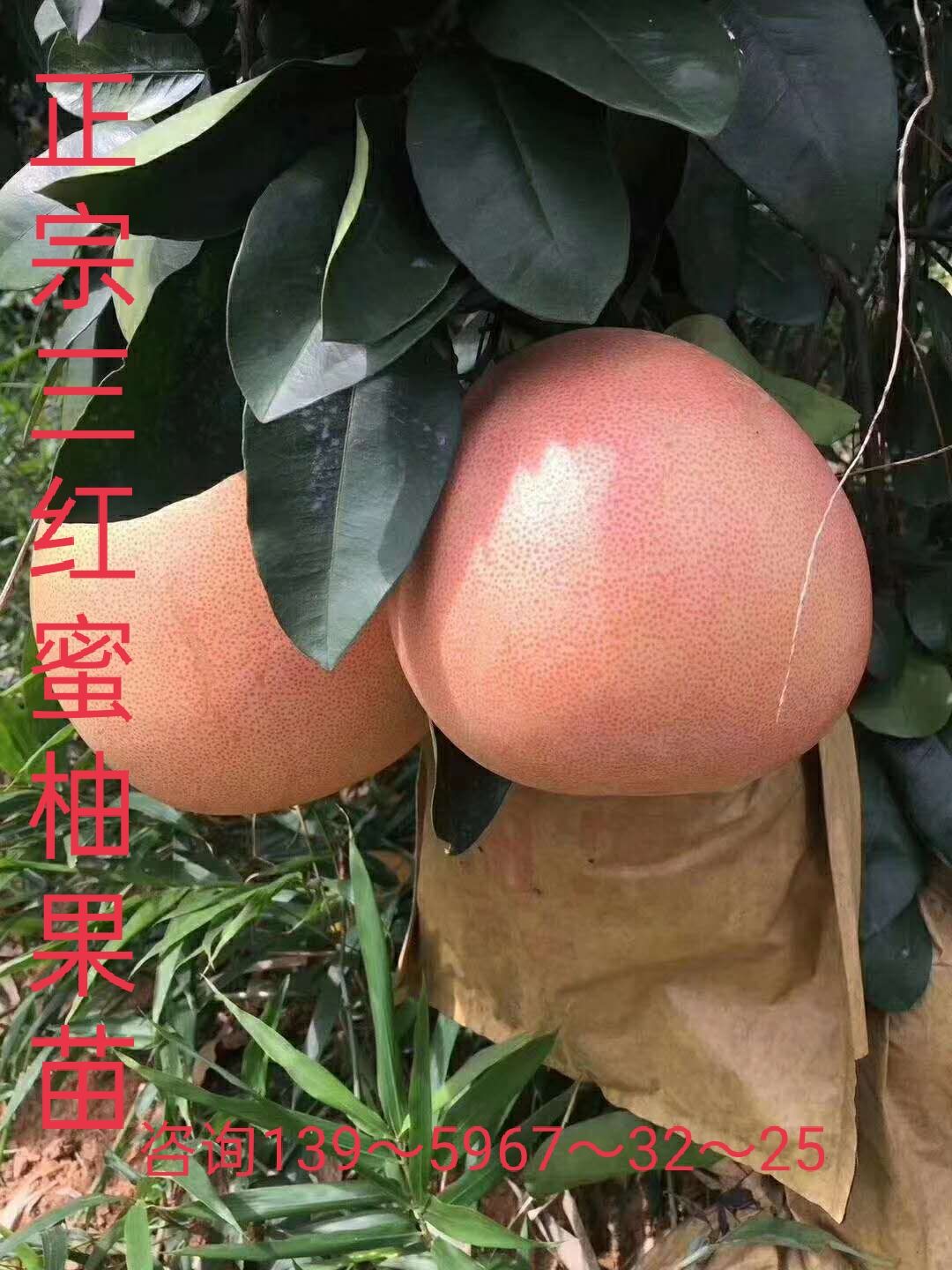 琯溪三红蜜柚苗（三红柚子苗）产地直供.红心蜜柚.含技术指导