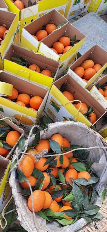 正宗的奉节脐橙，支持电商拿货，一件代发