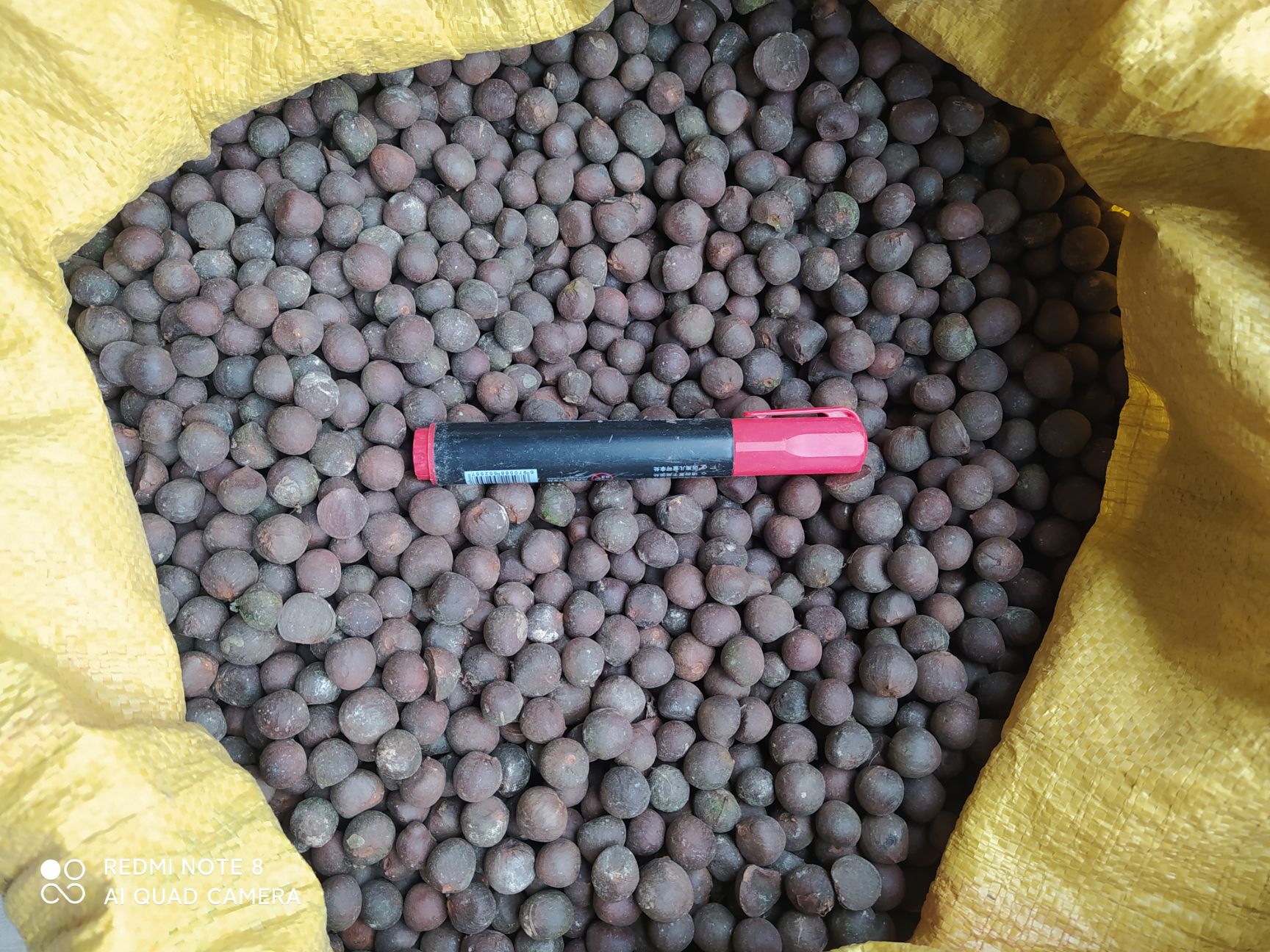 贵州铜仁茶叶籽易种植产量高抗病强茶叶种子产地直发非油茶子