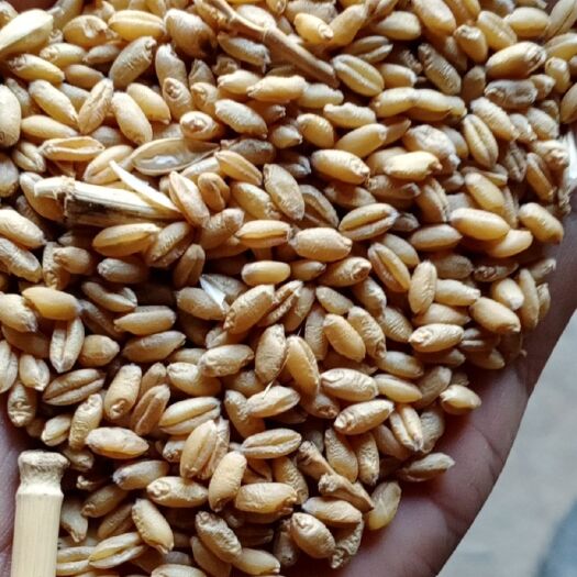 新蔡县普通小麦 