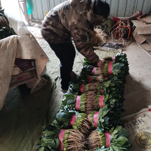 滑县长叶菠菜 本基地大棚菠菜现在正值上市高锋，今天货量大