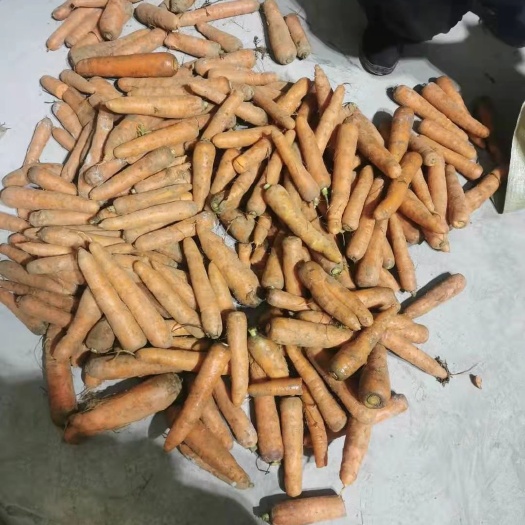 开封胡萝卜 红萝卜土货。