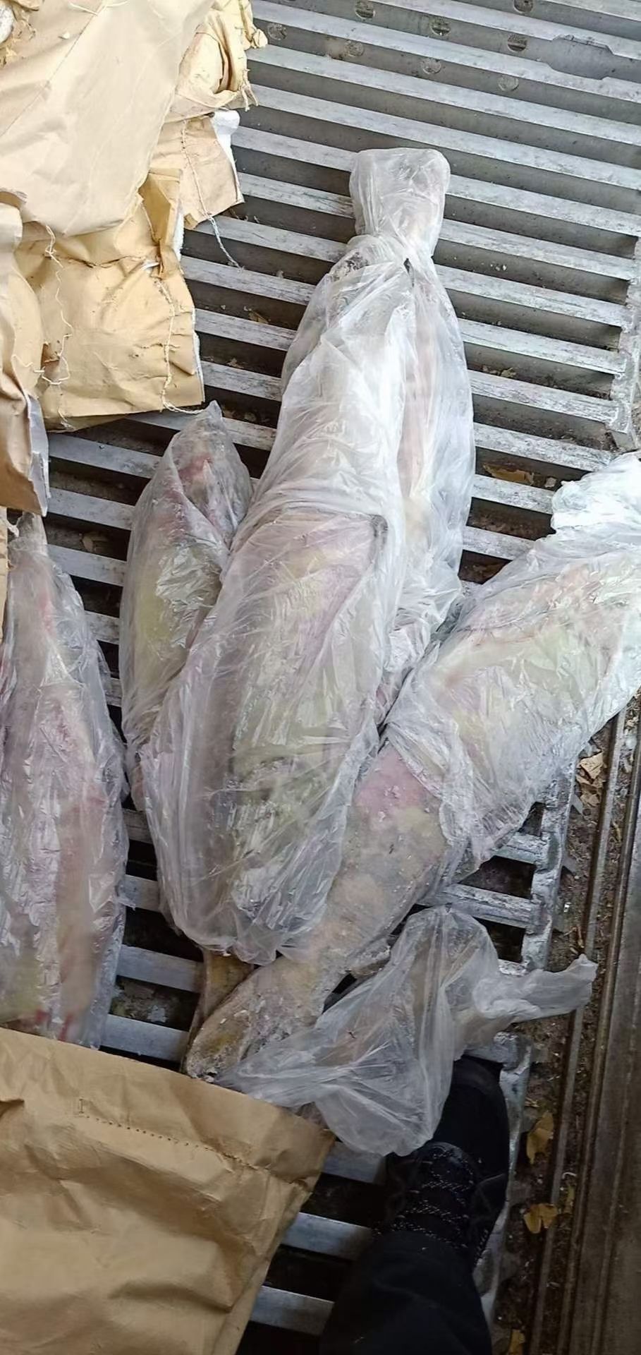 马哈鱼  大鱼，产红鱼籽的大鱼，优等品，每条6-10斤