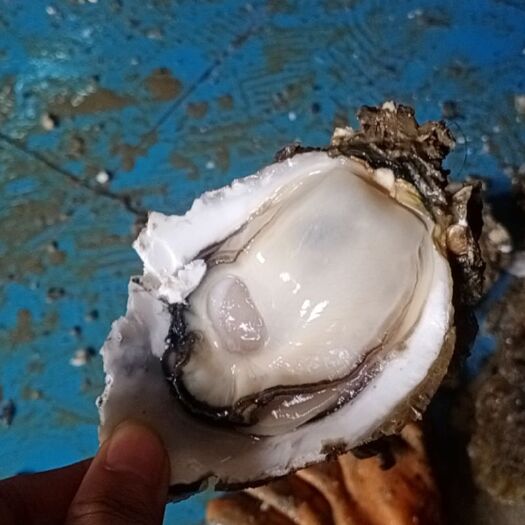 北海防城港生蚝  防城港白龙货