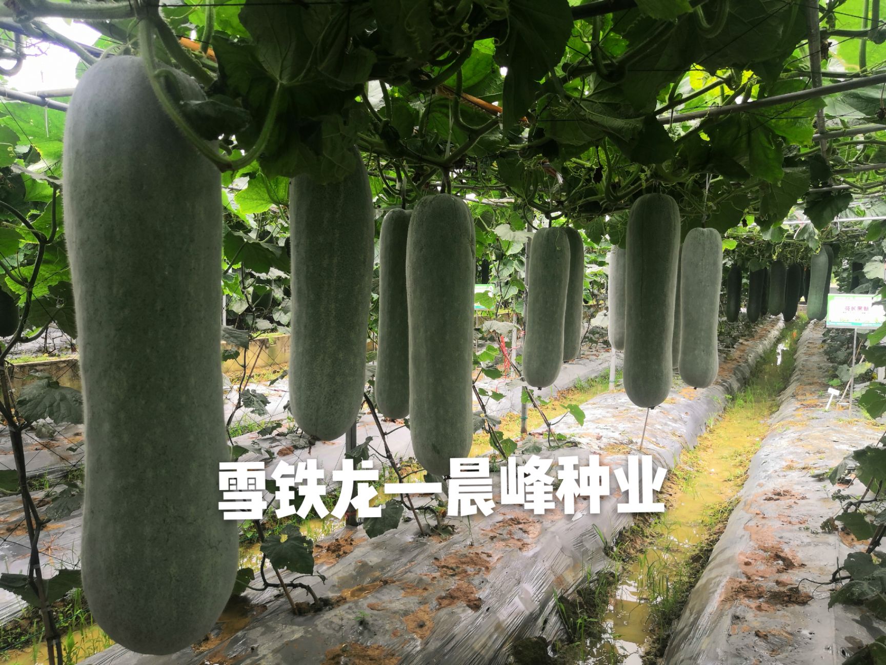 粉皮大冬瓜种子，白皮冬瓜种子，耐储耐运产量高，品质保障，厂家