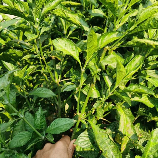 贵阳草珊瑚 