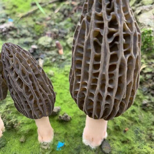 成都新鲜羊肚菌种植基地直供