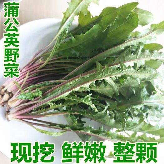 北海蒲公英菜鲜食