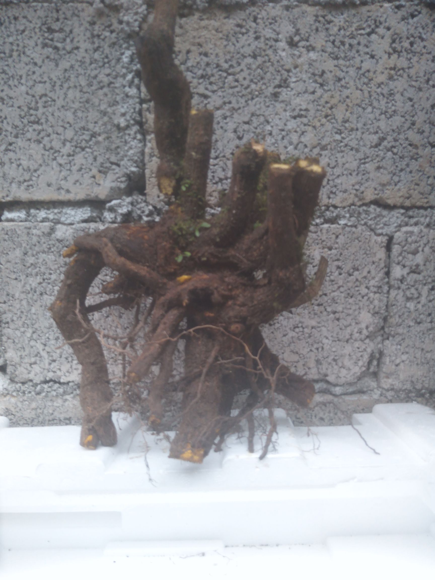 南天竹，南天竹盆景桩，单杆地景桩，矮霸丛林庄