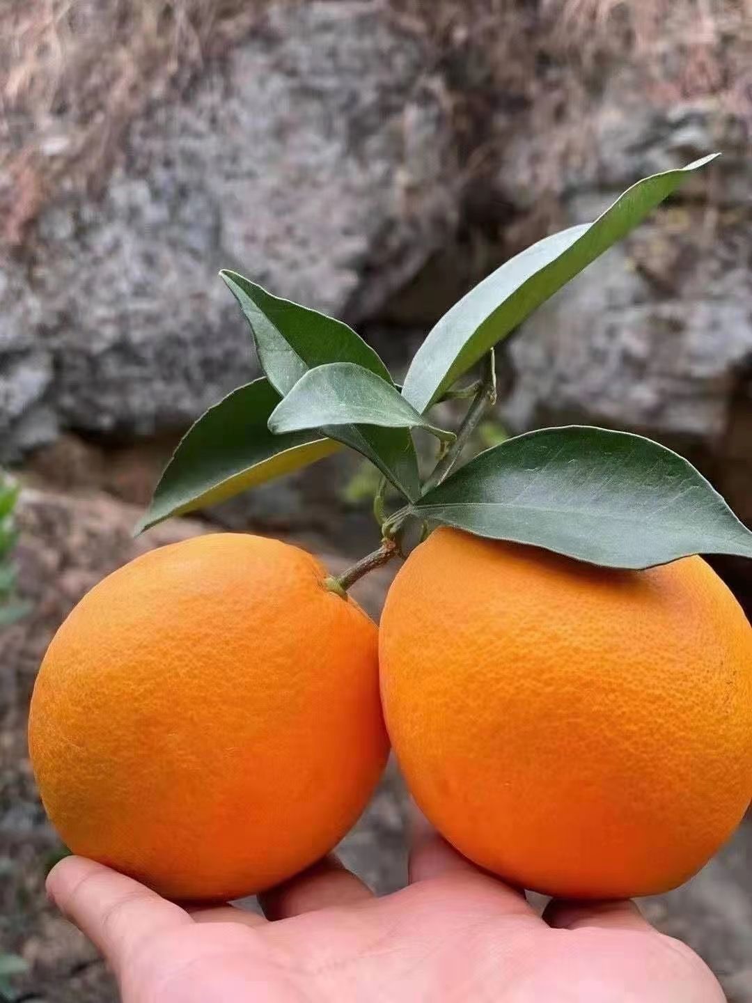 新宁县崀山脐橙子非常甜价格优惠