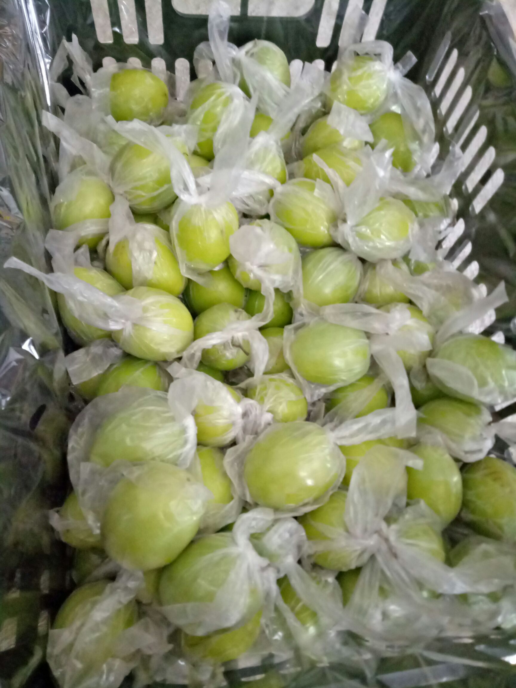 广西平南基地大青枣蜜丝枣牛奶枣