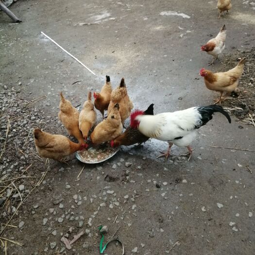 红安县土鸡蛋