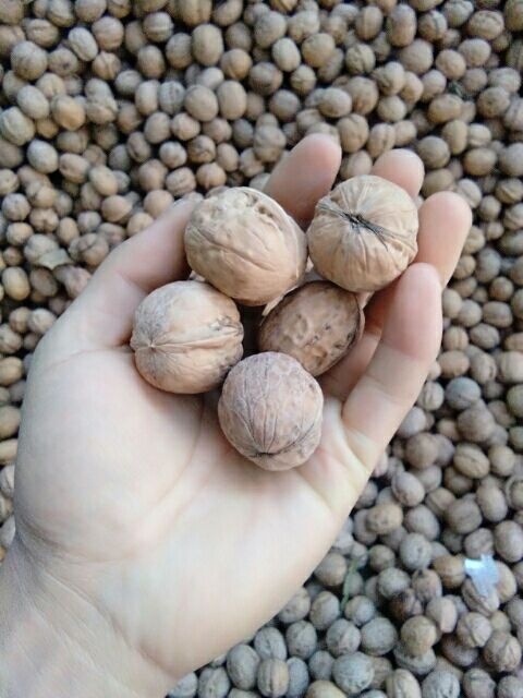 酒泉山核桃 绿色食品，没有打过农药，没有施过化肥，天然无公害！
