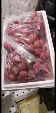 涿鹿县龙眼葡萄 本地主产红提，龙眼，维多利亚，白马奶等各种鲜食葡萄