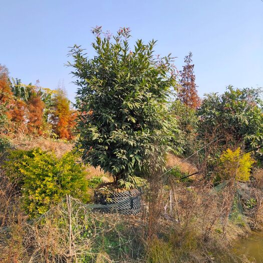 佛山葡萄盆栽 