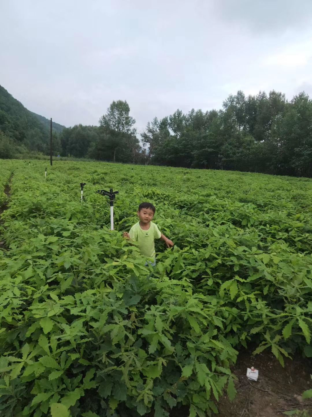 蒙古栎苗（直供）
优质蒙古栎苗（1）（2）（3）年
辽东栎苗