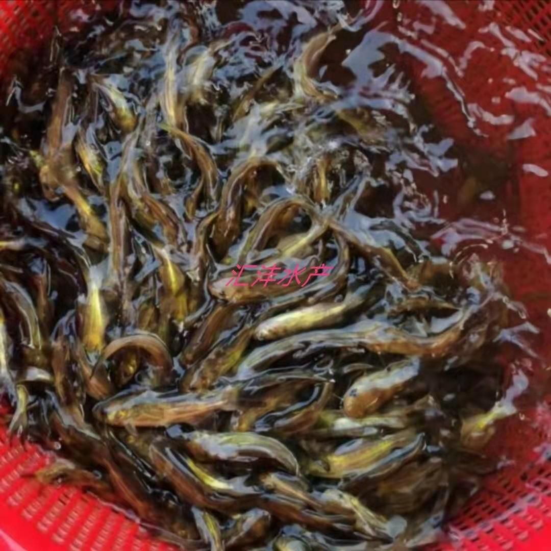 黄颡鱼苗  黄颡鱼 杂交黄骨鱼，黄辣丁，量大从优，全国发货！