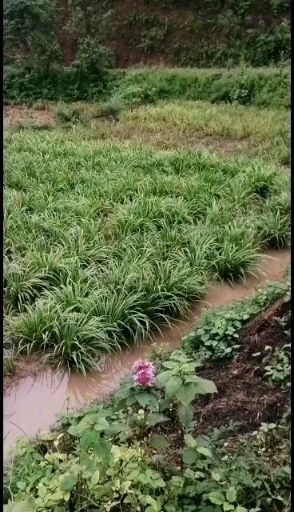 菖蒲苗 石菖蒲  苗，产地直销，易管理，生命强∵‘