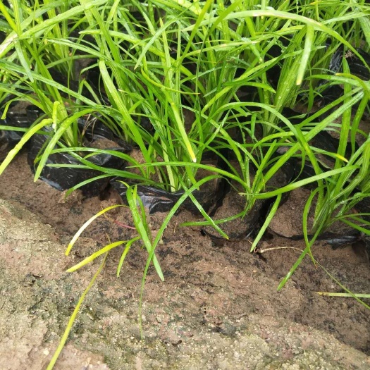 青州市 绿化麦冬草种植基地