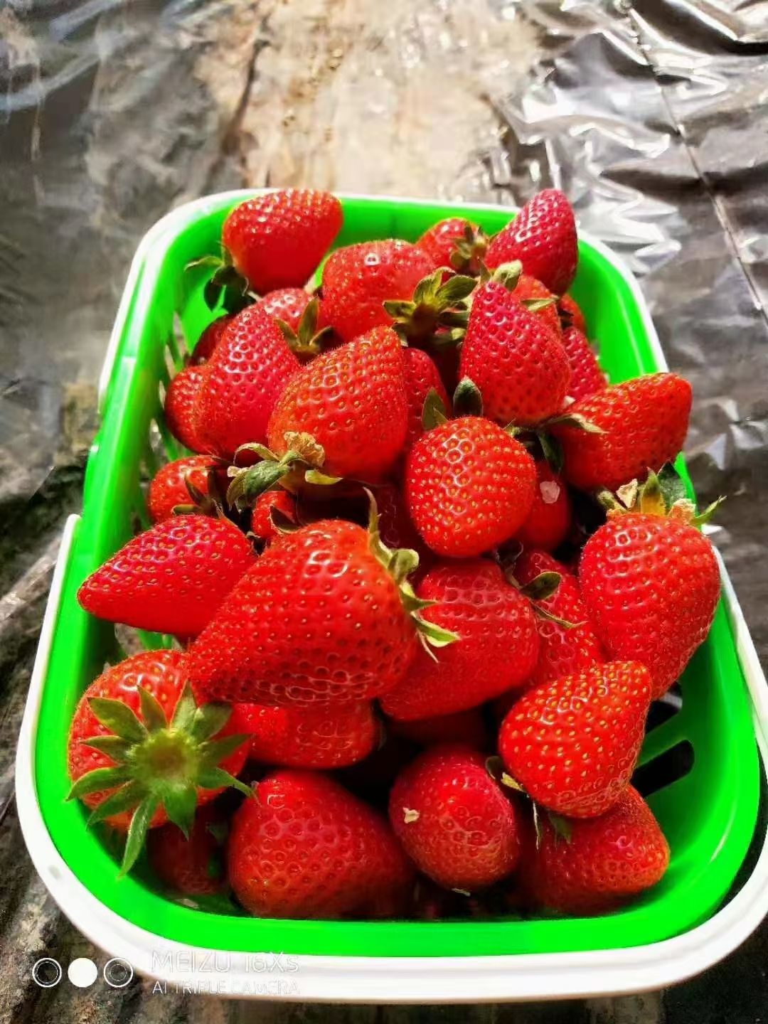 红颜草莓  甘肃省永靖县刘家峡高原（奶油草莓）精品大果