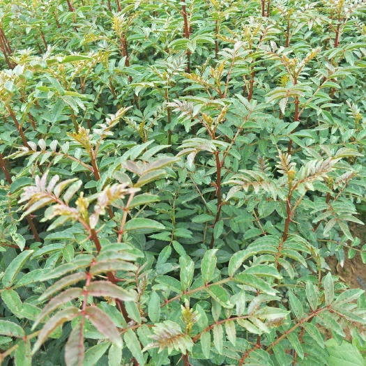 昭通红椒苗  大红袍花椒苗  贡椒苗  狮子头花椒树苗  基地直
