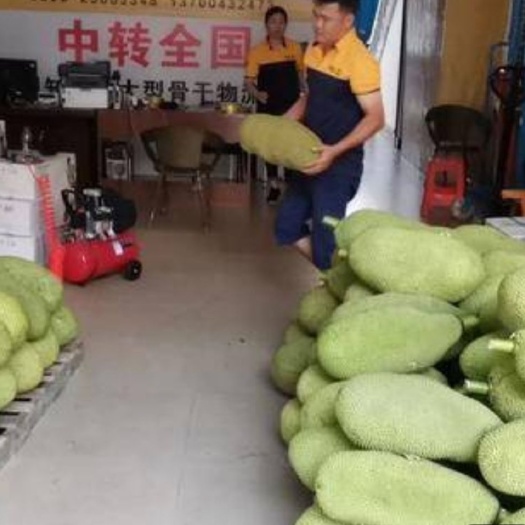 儋州市海南省儋州市自家种植菠萝蜜，自产自销，欢迎老板们咨询