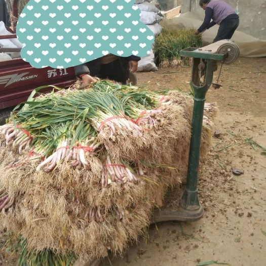 洋县红根蒜苗 红头蒜苗