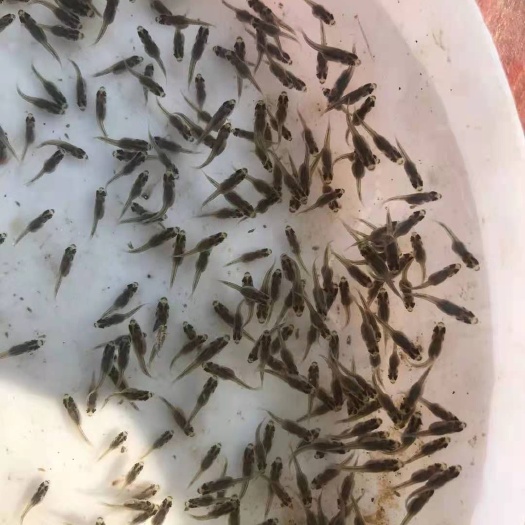佛山加州鲈鱼苗