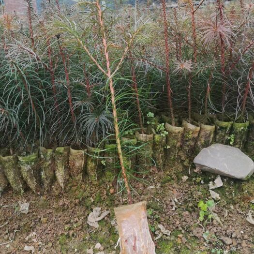丘北县刺杉  大量批发优质杉树苗，油茶苗，湿地松，圆柏苗，柳杉苗等