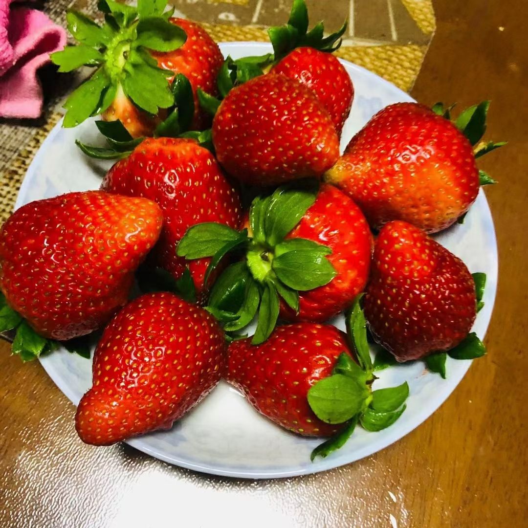 红颜草莓  甘肃省永靖县刘家峡高原（奶油草莓）精品大果
