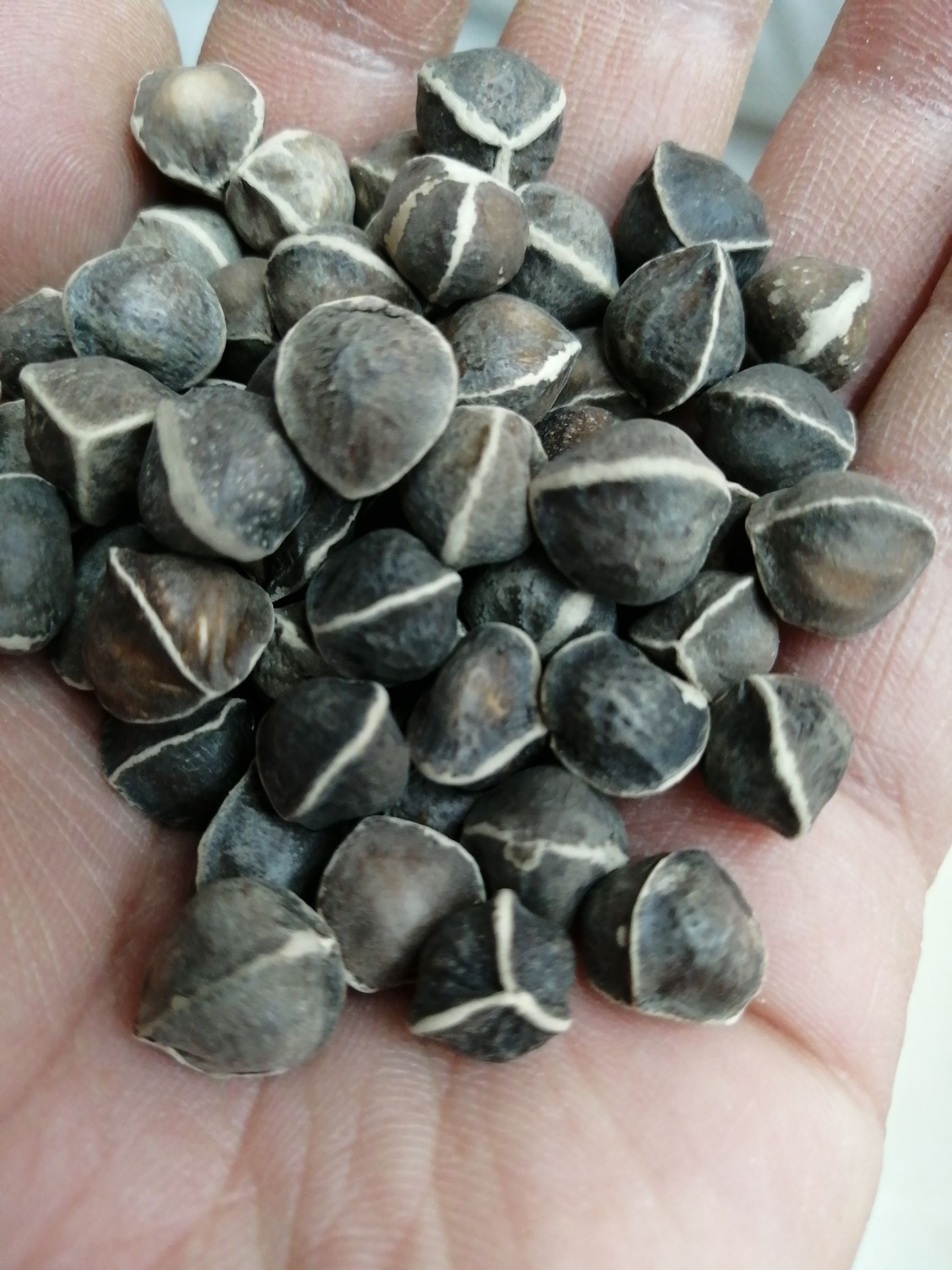 印度引种辣木籽 辣木籽 中大号辣木籽