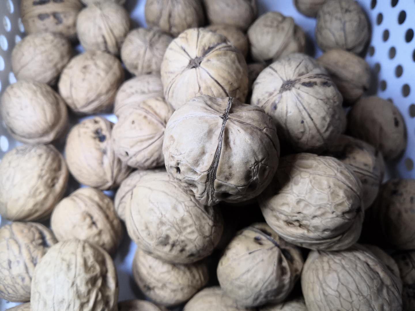 清香核桃 河南灵宝朱阳特产