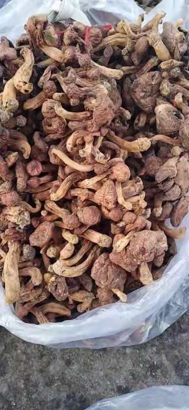 铆钉菇  东北红蘑，原产地，样式多，大量可批发零售