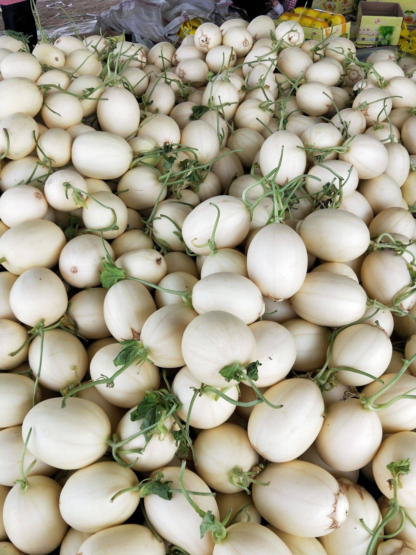 东方蜜甜瓜  浙江台州东方蜜①号甜瓜，对接市场，商超，欢迎来电