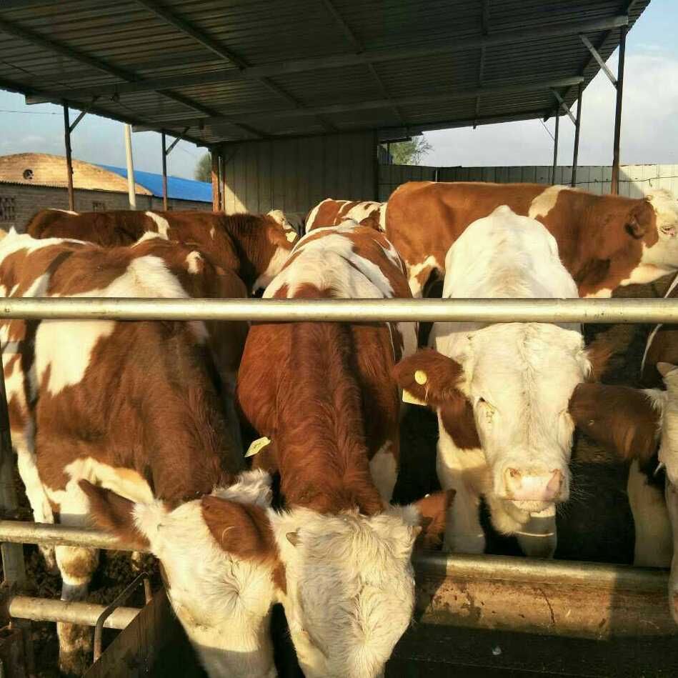 和牛 肉牛基地现售大小西门塔尔肉牛