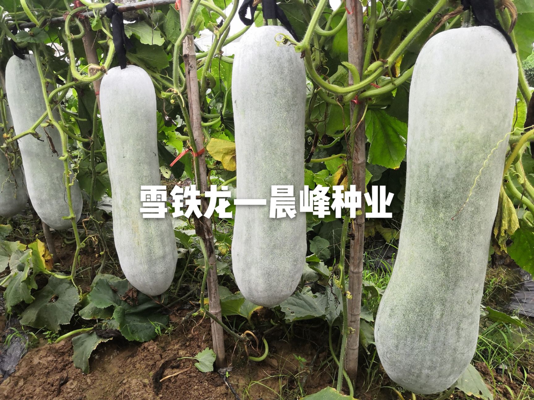 粉皮大冬瓜种子，白皮冬瓜种子，耐储耐运产量高，品质保障，厂家