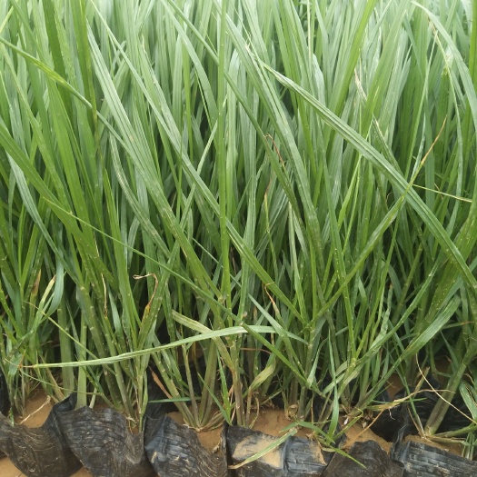青州市狼尾草 绿化草种植基地