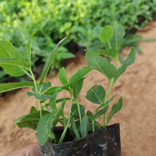 青州市 绿化草花桔梗 种植基地